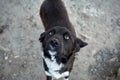 Shot of a cute half-breed black dog