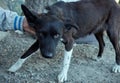 Shot of a cute half-breed black dog