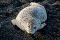 Shot of a cute harbor or common seal lying on its belly on black rocks with eyes closed