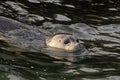 Shot of a cute harbor or common seal swimming and looking aside in the water