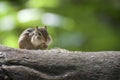 Cute chipmunk on a log eating Royalty Free Stock Photo