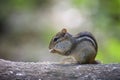 Cute chipmunk on a log eating Royalty Free Stock Photo