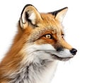 Portrait of Pet Fox - Shot of a Cute little orange Fox on White Background - AI generated