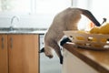 Cute siamese cat jumping from the kitchen table at home