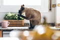 Cute siamese cat licking its paws while sitting on the kitchen table at home