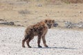 Shot of a cute Spotted hyena