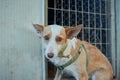 Shot of a cute unusual half-breed white-brown dog with a martingale dog collar