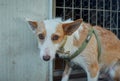 Shot of a cute unusual half-breed white-brown dog with a martingale dog collar