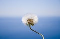 Dandelion with sea and sky in backkground