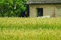 Green wheat field in Daya District, Taichung, Taiwan. Royalty Free Stock Photo