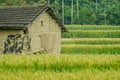 Green wheat field in Daya District, Taichung, Taiwan. Royalty Free Stock Photo