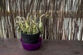 Shot of a dead green basil plant in a black plastic pot