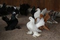 Shot of decorative pigeons in the cage Royalty Free Stock Photo