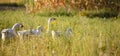 Domestic geese on a meadow. Fall rural farm landscape. Geese in the grass, domestic bird, flock of geese