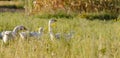 Domestic geese on a meadow. Fall rural farm landscape. Geese in the grass, domestic bird, flock of geese