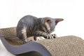The Don Sphynx kitten cat sharpens its claws Royalty Free Stock Photo