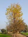 Dried up Poplar tree.