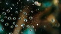 Drops of water hanging on a spider web after rain Royalty Free Stock Photo