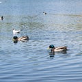 shot of ducks swimming in the pond. wild ducks and drake swim in the pond. Ducks on walk floating in the pond water. Royalty Free Stock Photo