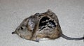 Shot eared elephant shrew