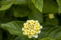 Vivid Yellow Flowers and Green Leaves  at Spring time Royalty Free Stock Photo