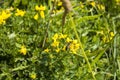 Vivid yellow flowers and green leaves Royalty Free Stock Photo