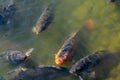 Shot of the European common carp fishes swimming in the water