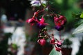 Fuchsia hybrida hort. ex Sieb. et Voss Royalty Free Stock Photo