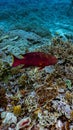 Shot of a fish swimming close to a bed of rocks on the seafloor Royalty Free Stock Photo