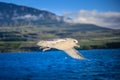 Shot of a flying seagull over blue ocean Royalty Free Stock Photo
