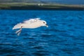 Shot of a flying seagull over blue ocean Royalty Free Stock Photo