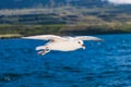 Shot of a flying seagull over blue ocean Royalty Free Stock Photo