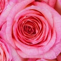 Shot focus with macro shot of Beautiful pink rose closeup, focus Royalty Free Stock Photo