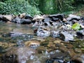 A shot of a forest shore from middle of the stream& x27;s perspective, Dawlish, Devon, UK Royalty Free Stock Photo