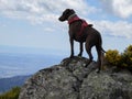 Shot of a Formosan mountain dog Royalty Free Stock Photo