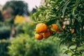 Shot of fresh oranges with dewdrops hanging on branches