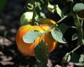 Shot of fresh and red tomato growing and ripening in the garden Royalty Free Stock Photo