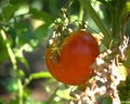 Shot of fresh and red tomato growing and ripening in the garden Royalty Free Stock Photo