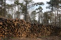 Shot of freshly cut firewood logs in a stack Royalty Free Stock Photo