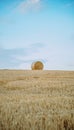 Freshly mowed field of wheat, on which lies straw rolled into large cylinders, on a sunny summer evening