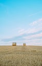 Freshly mowed field of wheat, on which lies straw rolled into large cylinders, on a sunny summer evening