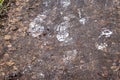 Shot of the frosty steps on the dirt. Concept Royalty Free Stock Photo