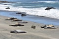 Shot of funny elephant seals sunning on the beach of the Pacific Ocean, San Simeon, California Royalty Free Stock Photo