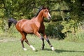 Shot of a galloping young arabian stallion on pasture Royalty Free Stock Photo