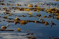 Backlit giant kelp on calm blue sea