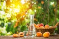 Shot glass with apricot brandy,bottle and apricots Royalty Free Stock Photo