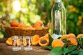 Shot glass with fruit brandy on table Royalty Free Stock Photo