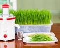 Shot glass of wheat grass with fresh cut wheat grass Royalty Free Stock Photo
