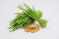 Shot glass of wheat grass with fresh cut wheat grass and wheat g Royalty Free Stock Photo