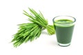 Shot glass of wheat grass with fresh cut wheat grass and wheat grains Royalty Free Stock Photo